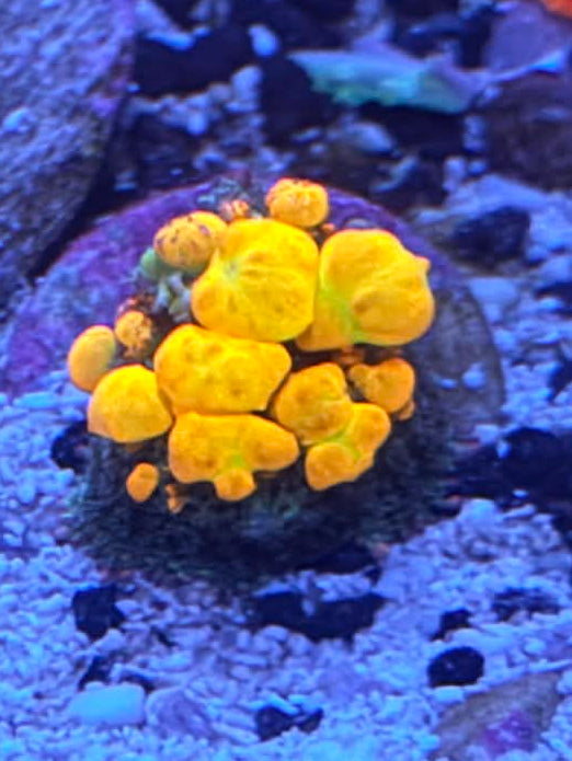 OG bounce mushroom