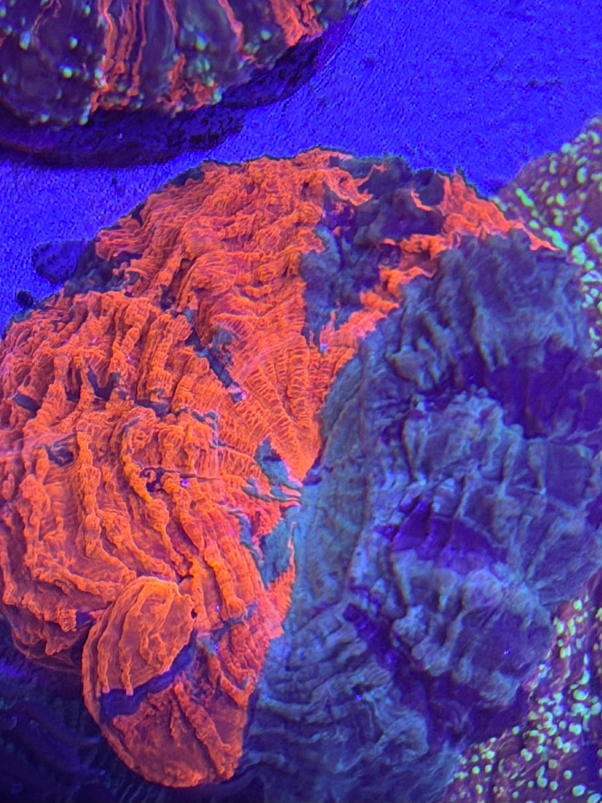 Colorful coral polyps under a blue light