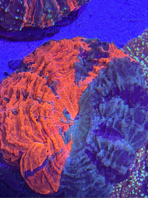 Colorful coral polyps under a blue light