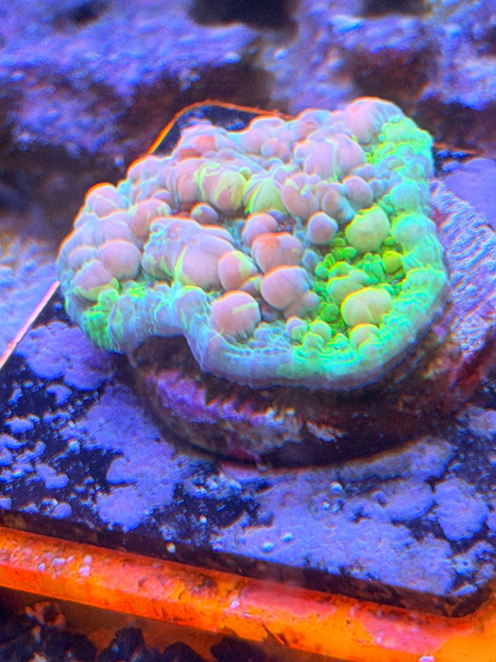 Cosmic Bounce Chalice