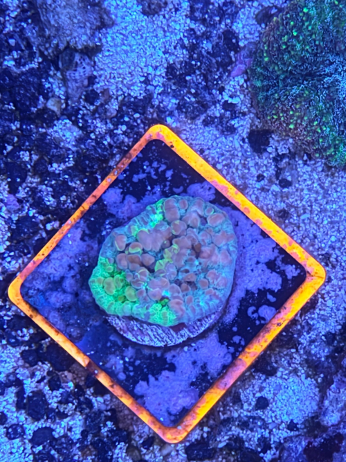 Cosmic Bounce Chalice