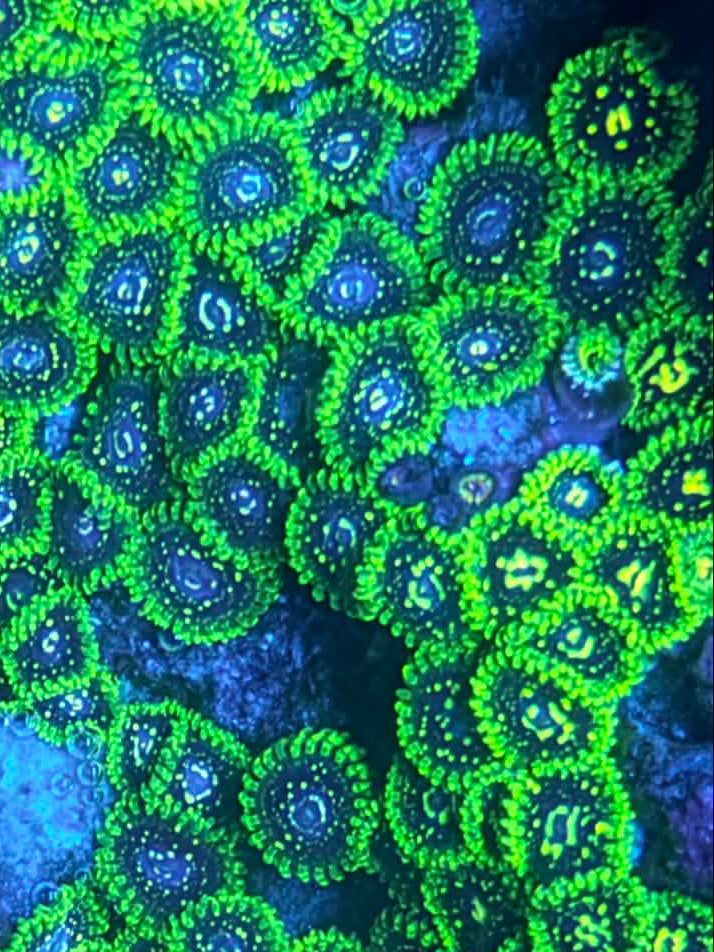 Exosphere zoa