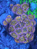 Stratosphere Zoa
