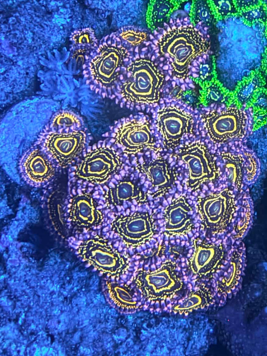 Stratosphere Zoa
