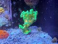 Space invader Pectinia