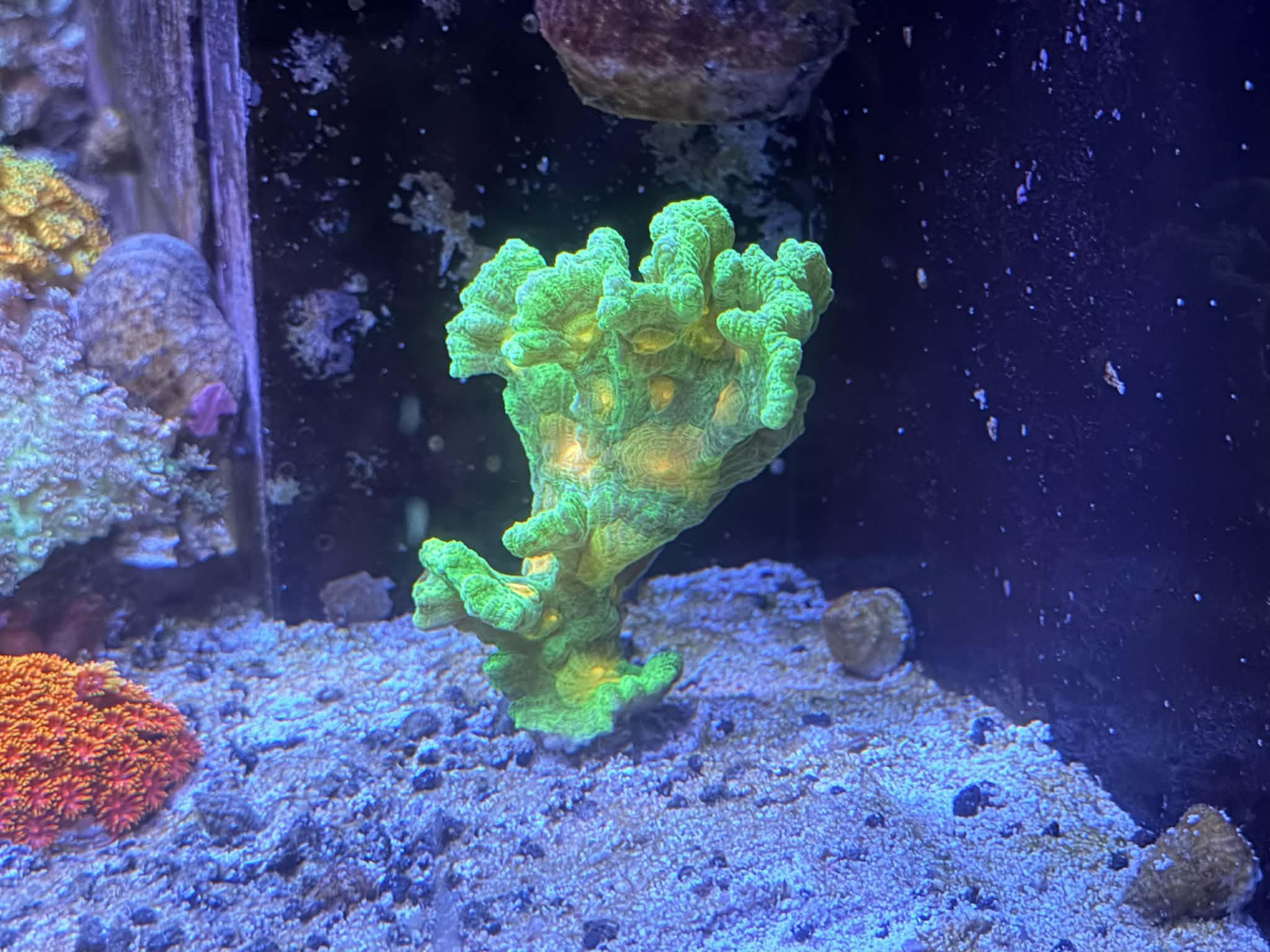 Space invader Pectinia